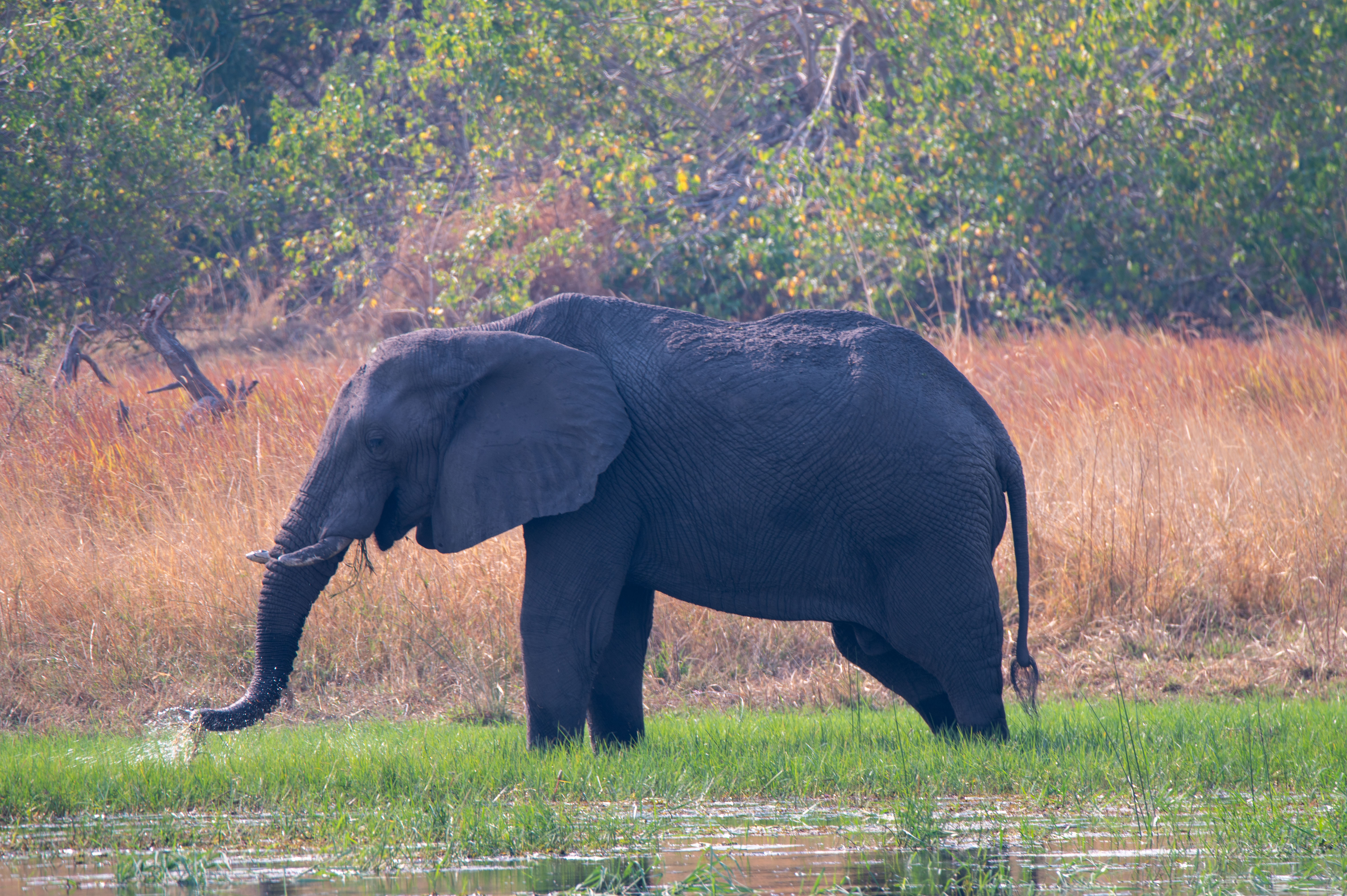 The Big Five of Chobe National Park
